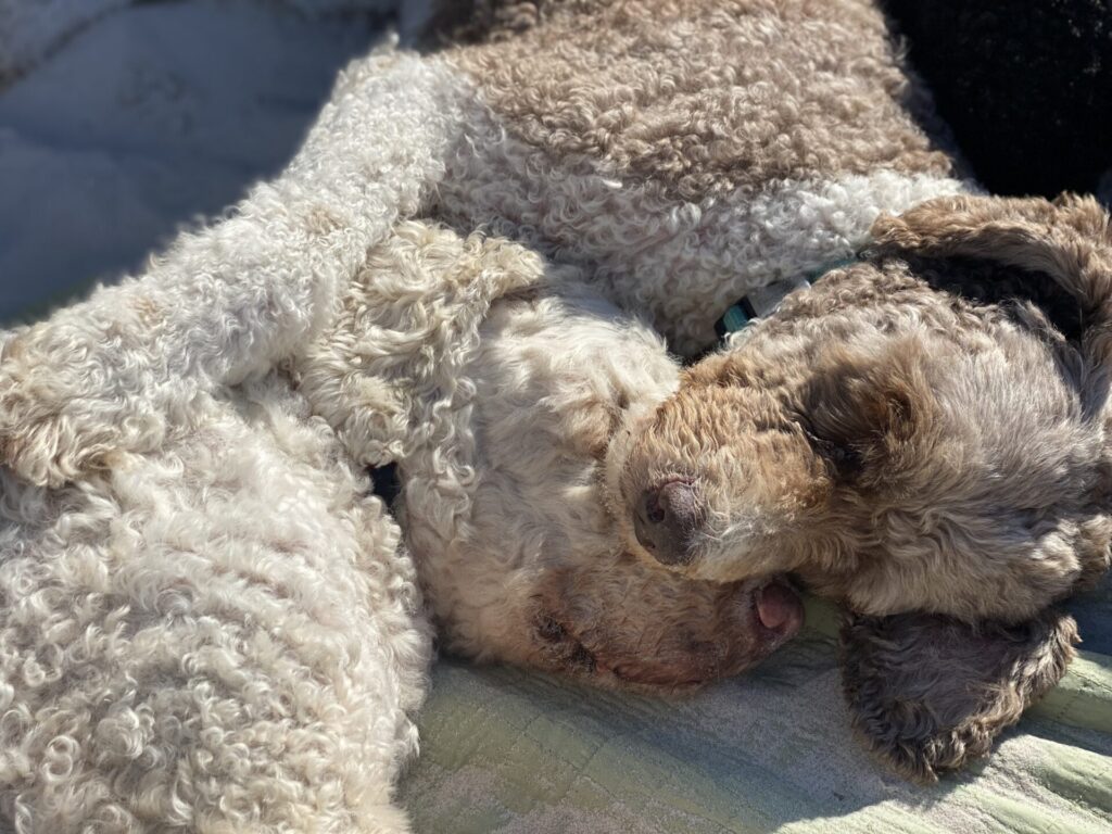 3 grudnia 2025 r. Nasza Chikusia 16 lat i 8 miesięcy odeszła za tęczowy most