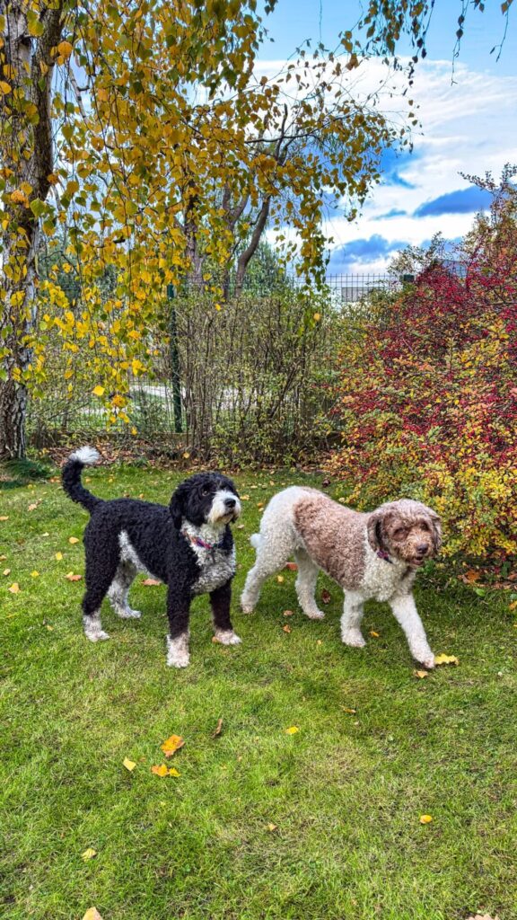 15 października  2025 r. Kolorowy Świat z pieskami