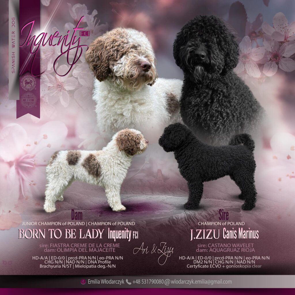 1 Maja 2025 r. Szczenięta w zaprzyjaźnionej Hodowli